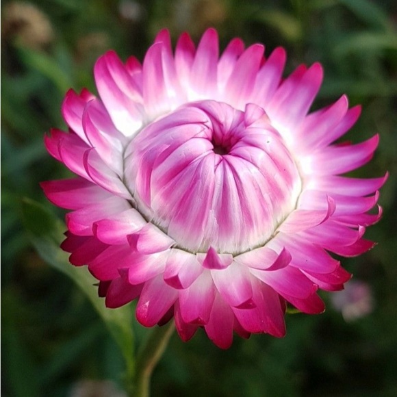 Meet your Posher, Cole - Picture 1 of 1